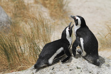 Penguin couple