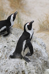 Naklejka premium Penguins South Africa