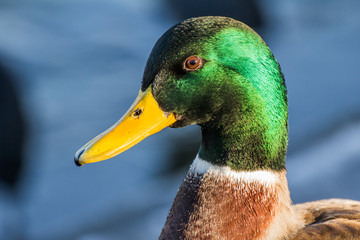 Male mallard or wild duck, Anas platyrhynchos. Close-up