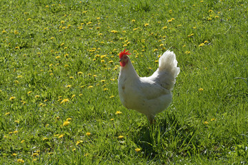 Fototapeta premium freilandhuhn