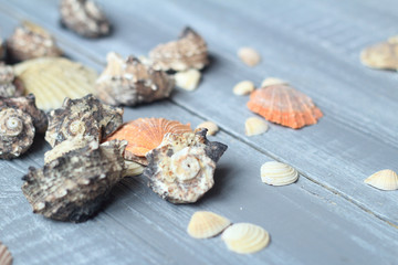sea shells background image on light wooden background