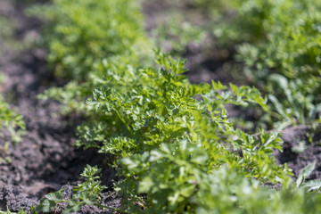 Leaves of garden parsley, Petroselinum crispum, in a garden bed.