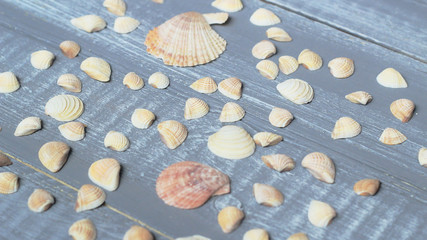 lots of small seashells on light wooden background