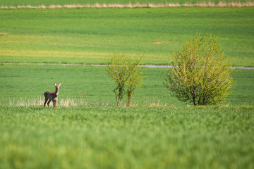 deer