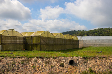 Fototapeta na wymiar Summer landscape with greenhouses. Greenhouse for plants and vegetables growth.