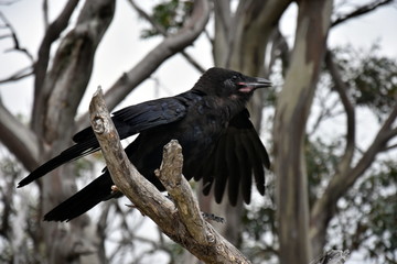Close up of a black crow sitting on a dead tree branch with cloudy sky and out of focus branches in the background.