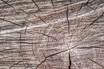 Fototapeta premium The texture of the cross-section of a log with cracks