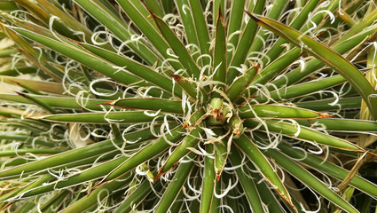 closeup cactus plant texture