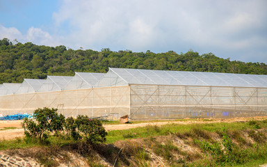 Fototapeta na wymiar Summer landscape with greenhouses. Hothouse for plants and vegetables growth.