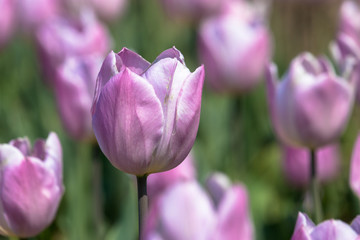 Tulip in Furusato Square in Sakura City, Chiba Prefecture, Japan
