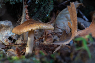 Mushroom in a chestnut forest.