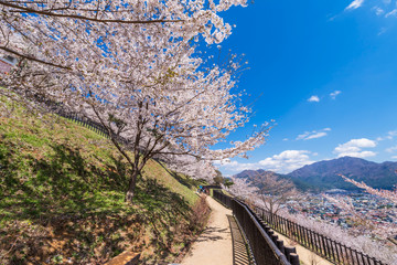 桜咲く新倉山浅間公園の春