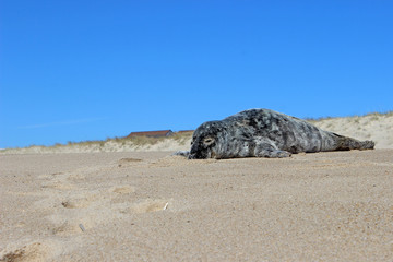 Fototapeta na wymiar Grey and white harbor seal pup sunning on isolated sandy coastal ocean beach 