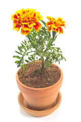 Tagetes patula - French marigold flower isolated on white
