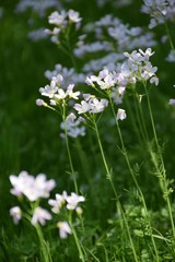 Wiesenschaumkraut, Cardamine pratensis