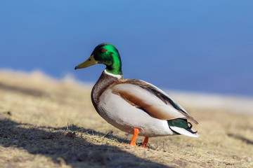 duck close up