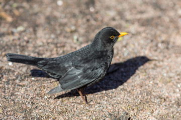 blackbird on a sunny day