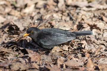 blackbird on a dry leaf