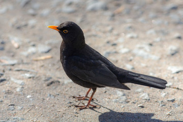 blackbird close up