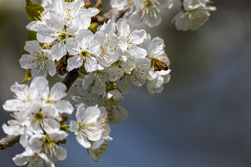 Biene (Apiformes, Anthophila) auf Kirschblüte im Frühling