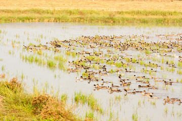 Flock of ducks swimming in water in a paddy field in Kerala, India