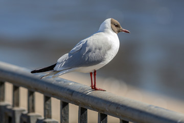 gull on a railing closeup