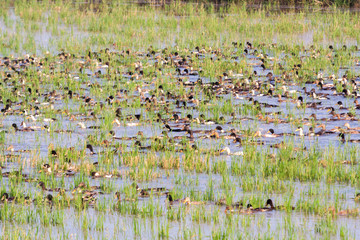 Flock of ducks swimming in water in a paddy field in Kerala, India