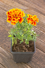 Tagetes patula - French marigold flower on wooden background