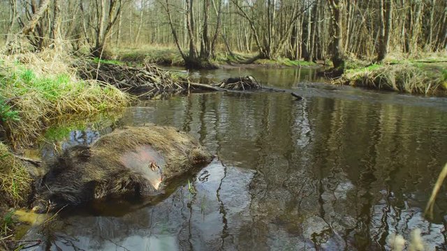 The dead animal lies in the river. A wild boar died in the river.