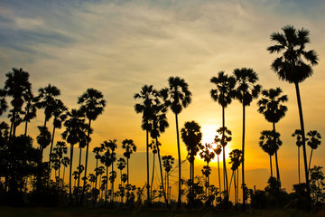 Fototapeta premium Silhouette of Sugar Palm and Rice Feild in Twilight sky, Thailand