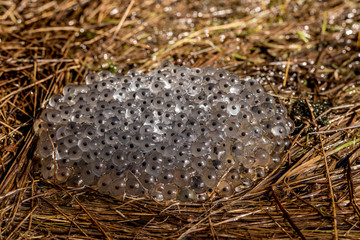 Frog eggs from the Common Frog, Rana temporaria, lying on moist grass on land. Birkenes, Norway