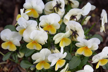 Цветы,фиалки