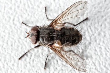 Fly close-up.