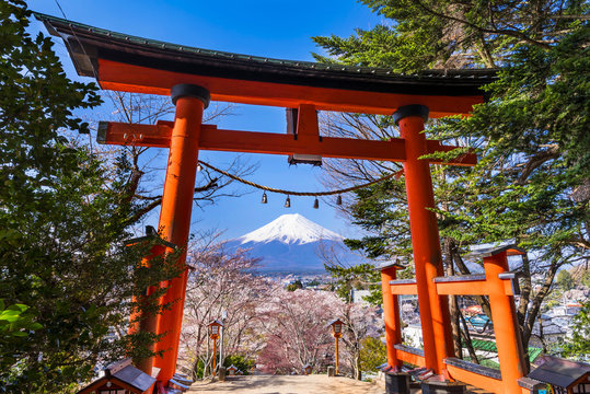 桜咲く新倉富士浅間神社の鳥居と富士山 / Scenery of Mt. Fuji, cherry