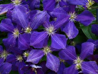 紫色の花びらのクレマチス