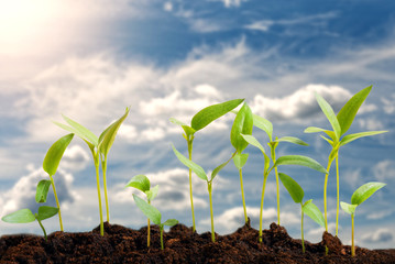 Little green sprout in the ground against blue cloudy sky. Frontal view.