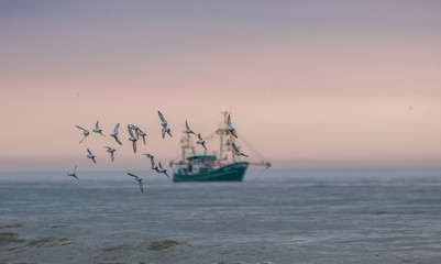 Naklejka premium Germany Sylt, a flock/group of seagulls which are in focus flying at the sunset sky with a fishing boat in the background (blurred/out of focus). the sky has a beautiful dramatic pink colour