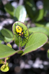 フタスジハリカメムシ