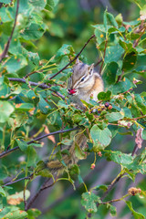 Kleines Streifenhörnchen