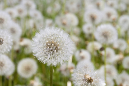 Fototapeta Soffioni, Soffione, Dandelion