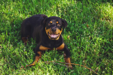 Beautiful little puppy of a dog Rottweiler in a park on a grass background