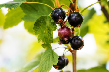 Berries of black currants in garden on  bush. Sunny summer day_