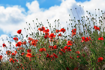 Poppy flowers on  blue sky background on  sunny summer day_
