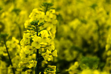 Flor de colza, flores sobre fondo desenfocado, bokeh
