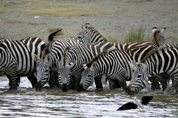 Fototapeta na wymiar zebres boient dans rivière