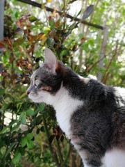 Europ&auml;ische kurzhaar katze bl&auml;tter hintergrund