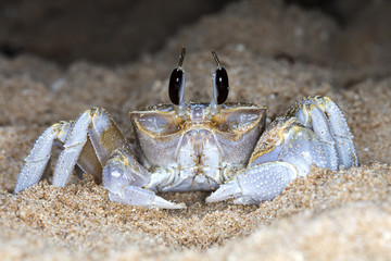 small crab on the beach