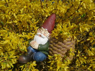 Schlafender Gartenzwerg sitzt in einem blühendem Forsythienbusch und lehnt sich an einen Korb 
