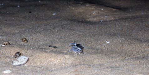 small crab on the beach