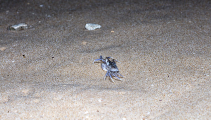 small crab on the beach